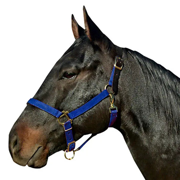 Intrepid Poly Breakaway Halter