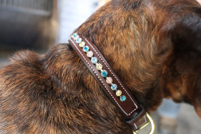 KL Select Blingy Dog Collars