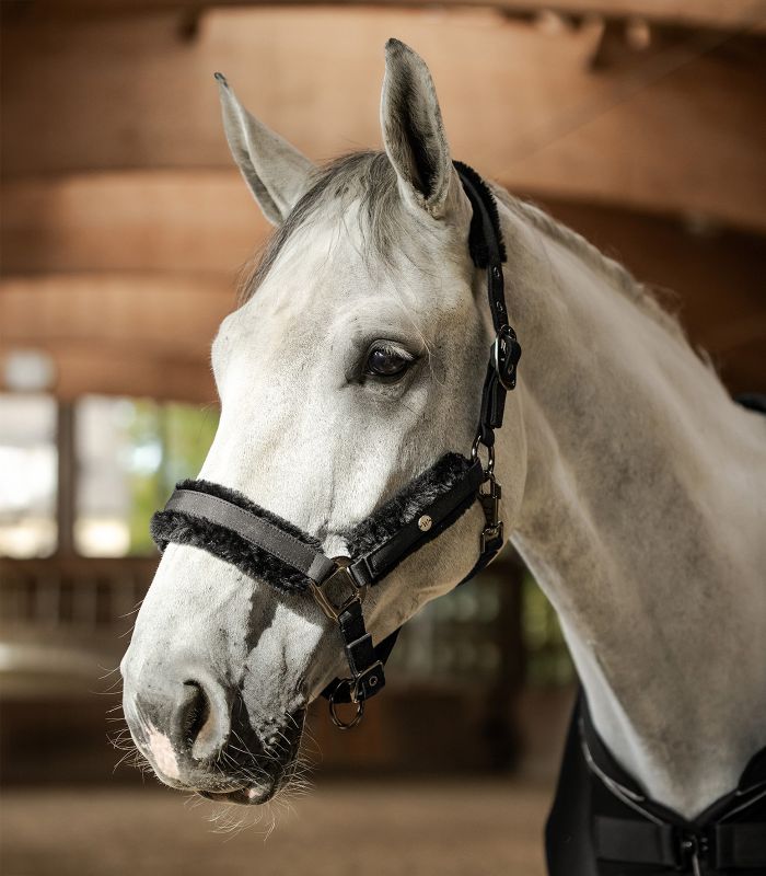 Waldhausen Phoenix Halter