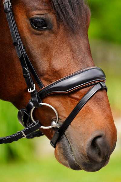 KL Select Elite Bridle