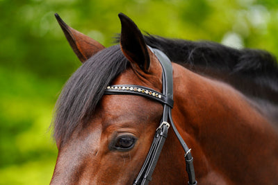 KL Select Elite Bridle