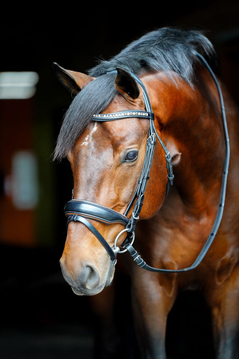 KL Select Elite Bridle