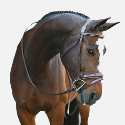 KL Italia Millbrook Bridle