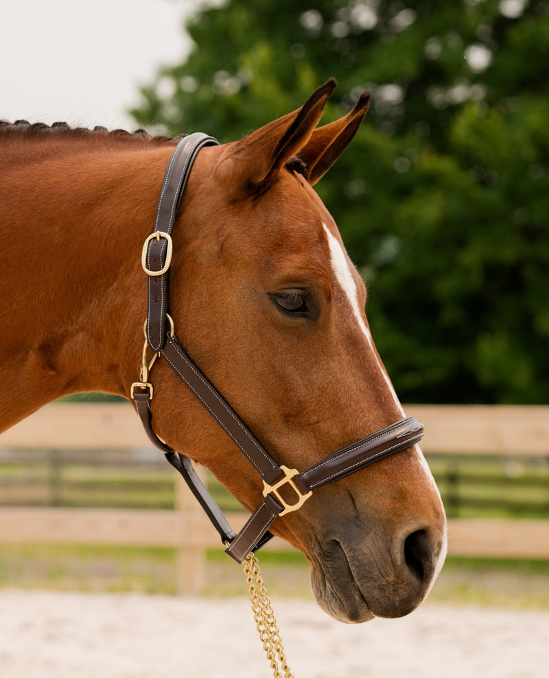 Black Oak Fern Halter