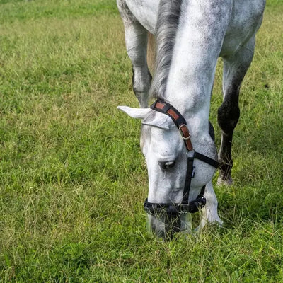 Thinline Flexible Filly Grazing Muzzle