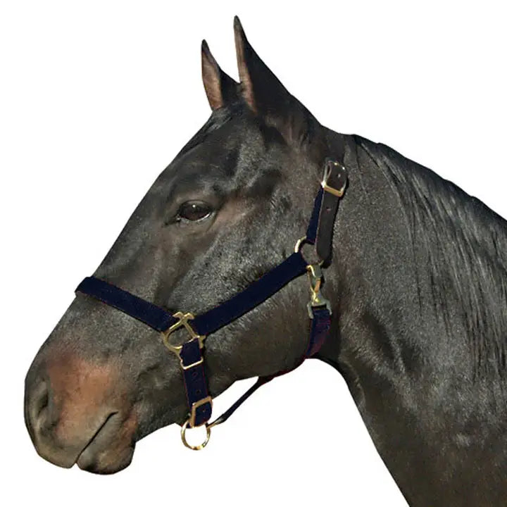 Intrepid Poly Breakaway Halter