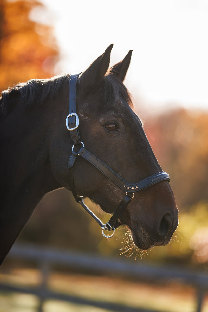 Bridleberry Leather Show Halter w/row of Gems at the Curve of the Nose Band