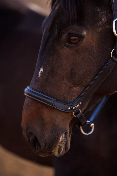 Bridleberry Leather Show Halter w/row of Gems at the Curve of the Nose Band