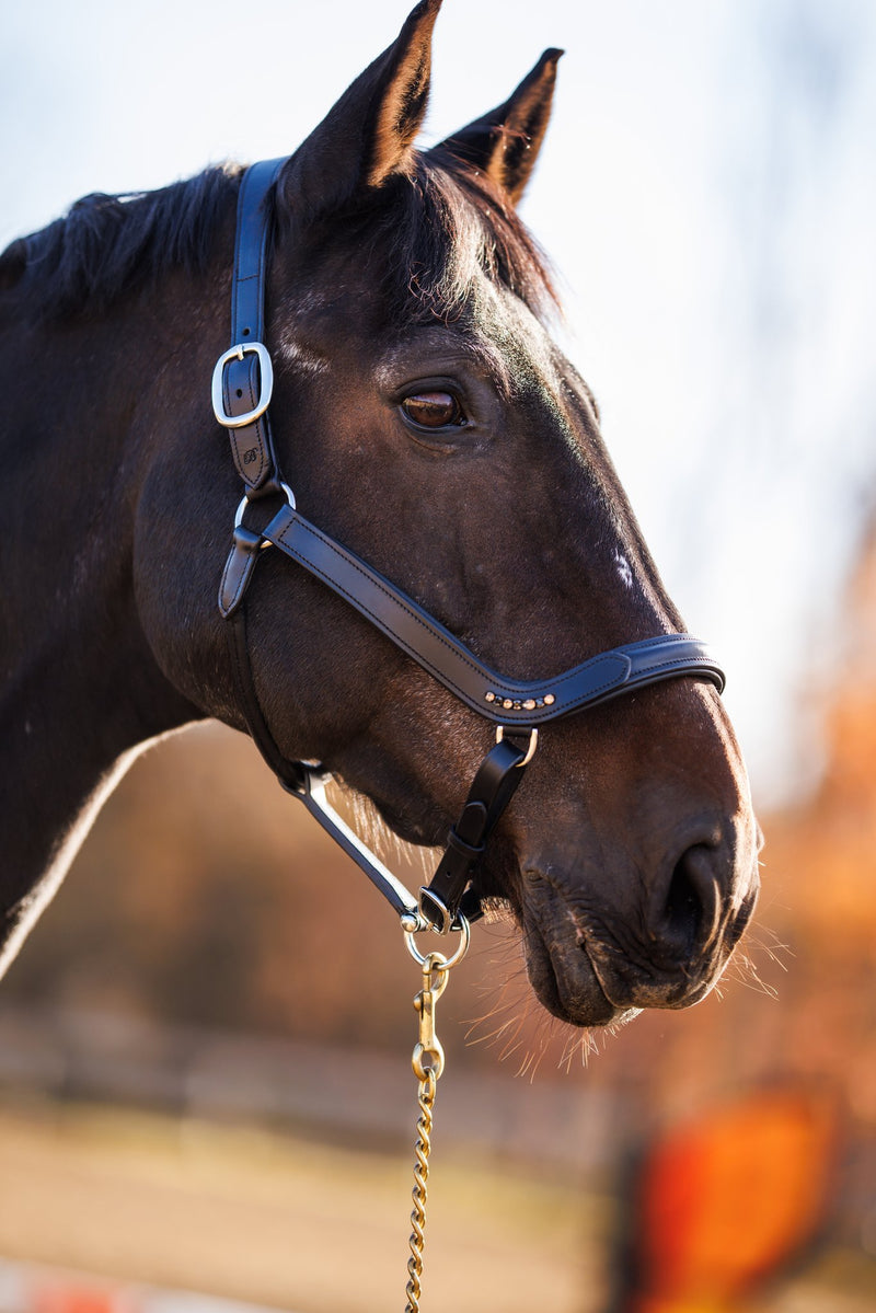 Bridleberry Leather Show Halter w/row of Gems at the Curve of the Nose Band