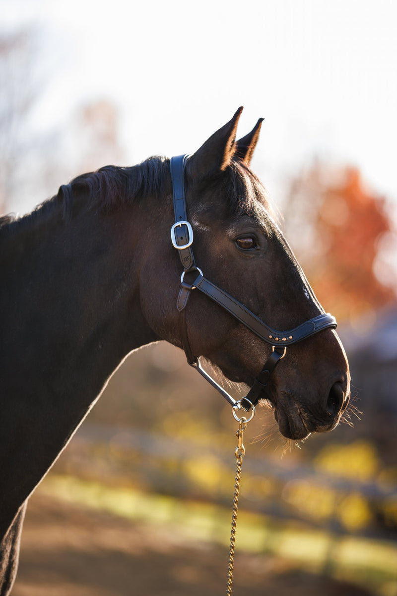 Bridleberry Leather Show Halter w/row of Gems at the Curve of the Nose Band