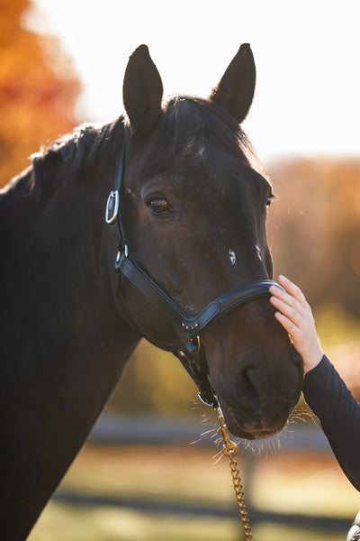 Bridleberry Leather Show Halter w/row of Gems at the Curve of the Nose Band