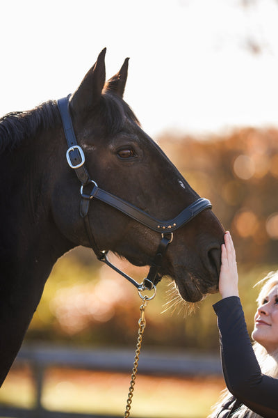 Bridleberry Leather Show Halter w/row of Gems at the Curve of the Nose Band