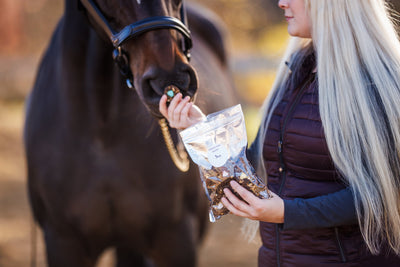 Painted Pony Sugar Bites Horse Treats