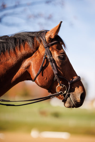 Shires Lusso Padded Bridle