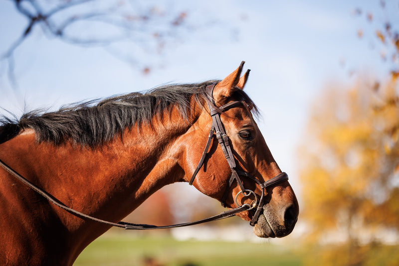 Shires Lusso Padded Bridle